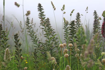 Close-up of flowering plants on field against sky