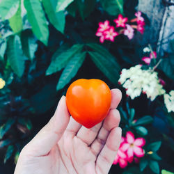 Close-up of hand holding orange