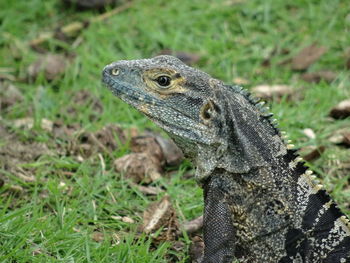 Close-up of lizard on field