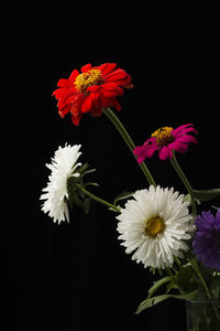 Close-up of white daisy flowers against black background