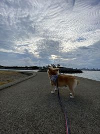 View of a dog on road