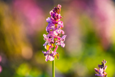 Close-up of purple flowering plant