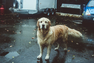 Dog standing on wet road in city