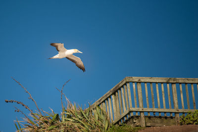 Low angle view of seagull flying