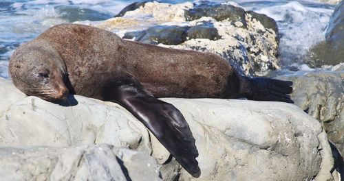 High angle view of sea lion on rock