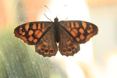 Close-up of butterfly on leaf