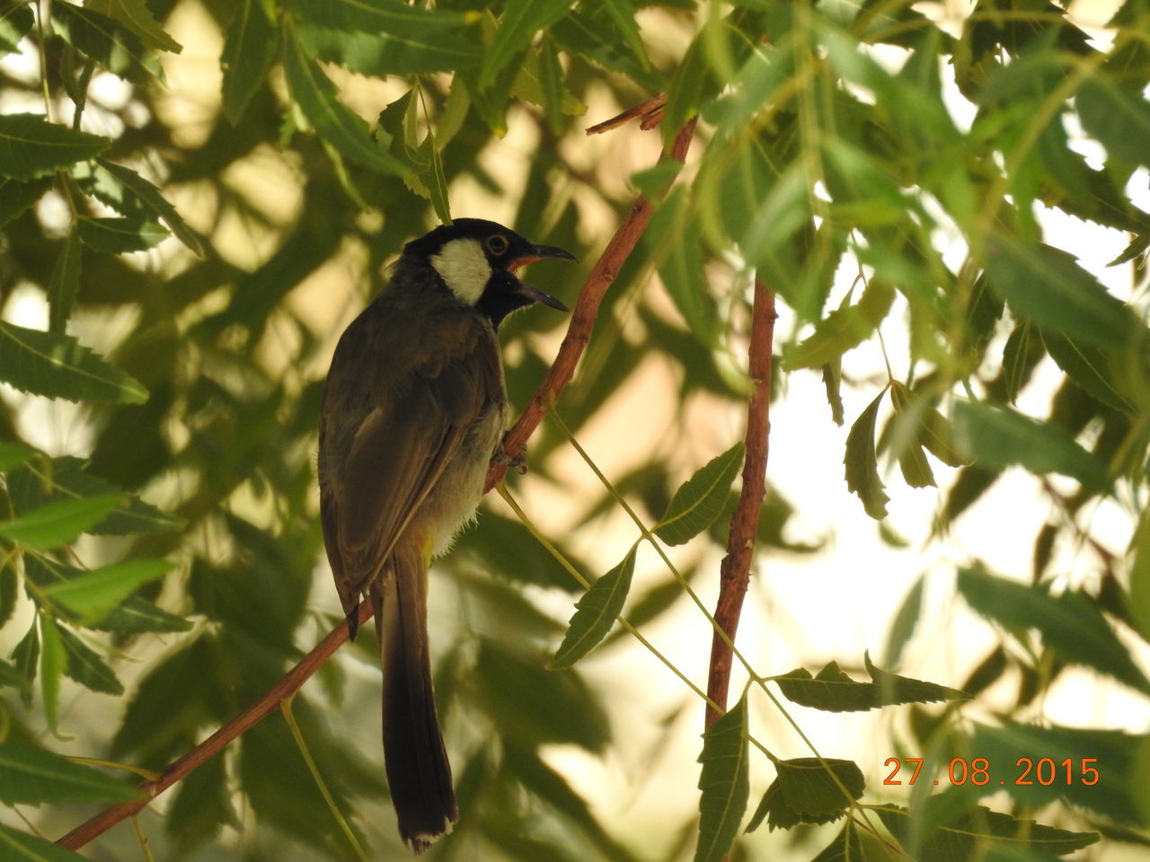 SPARROW PERCHING ON TREE