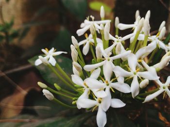 Close-up of white flowers blooming outdoors