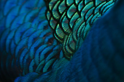 Close-up of peacock