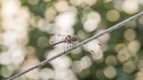 Low angle view of winged insect on stem