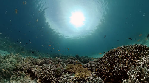 undersea