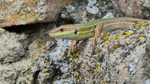 Close-up of a lizard on rock