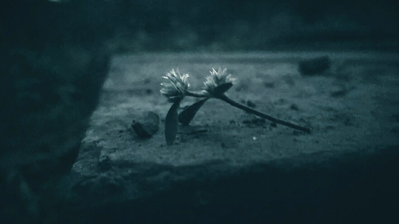 CLOSE-UP OF FLOWERING PLANT AGAINST BLURRED BACKGROUND