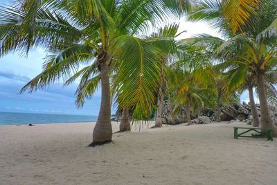 Palm trees on beach against sky