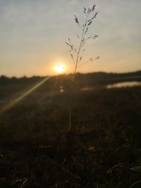 Scenic view of field against sky during sunset