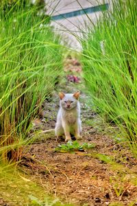 Portrait of cat sitting on grass