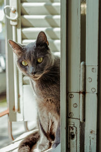 Nice silver gray cat and yellow eyes sitting on the window ledge looking at camera