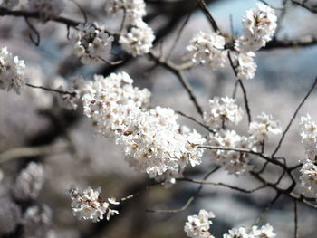 Close-up of white cherry blossom tree