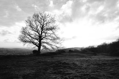 Bare tree on field against sky