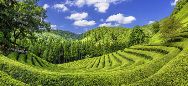 Scenic view of agricultural field against sky, green tea plantation