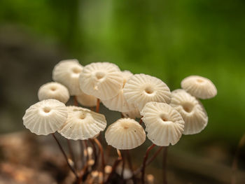 mushroom