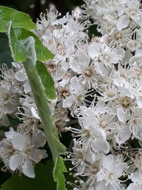 Close-up of white cherry blossoms