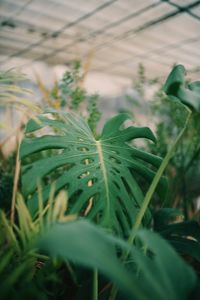 Close-up of fresh green plant