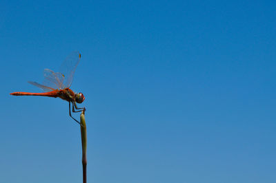 Low angle view of dragonfly against clear blue sky