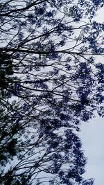 Low angle view of bare trees against sky