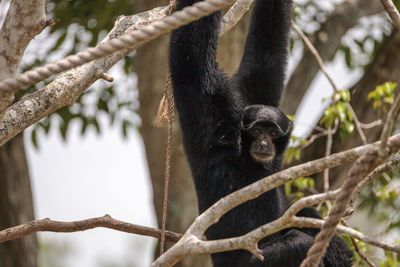 White handed gibbon also called lar gibbon or hylobates lar in a tree.