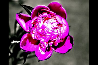 Close-up of pink rose