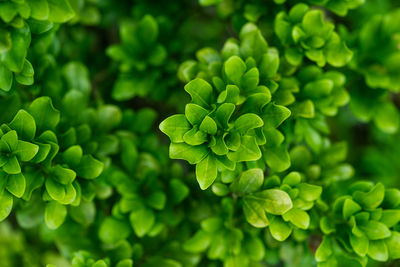 Full frame shot of green leaves