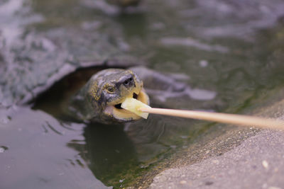 Close-up of duck in lake