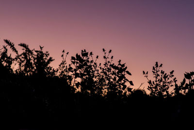 Low angle view of silhouette trees against sky at sunset