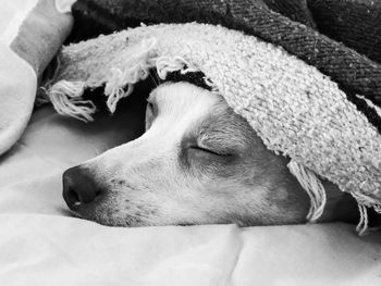 Close-up of dog sleeping