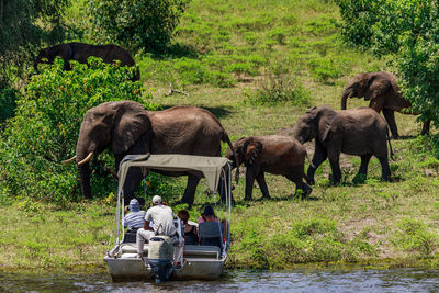 View of elephant in river