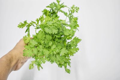 Midsection of person holding plant against white background