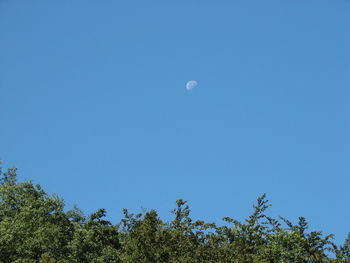 Low angle view of trees against clear blue sky