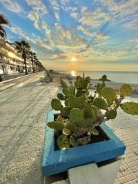 Cactus growing by sea against sky during sunset