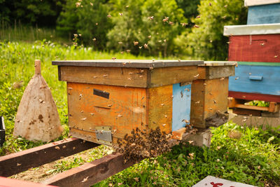 High angle view of bee on wooden table