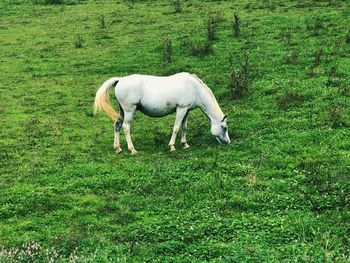 Horse grazing in field