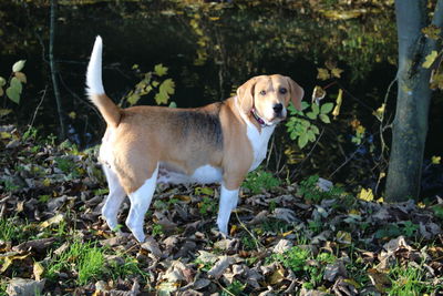 Portrait of dog standing on field