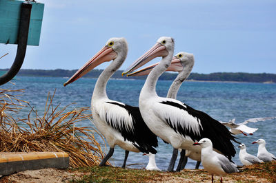 Birds perching on shore against sky