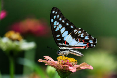 Close-up of butterfly pollinating on flower