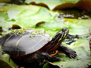 Close-up of turtle sitting on a lilypad