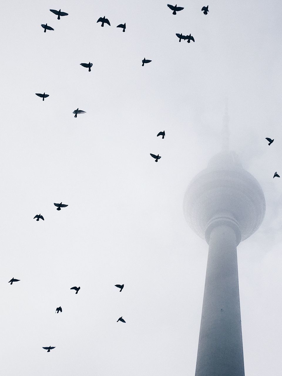 LOW ANGLE VIEW OF BIRDS FLYING AGAINST THE SKY