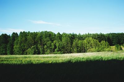 Scenic view of trees growing on field against sky