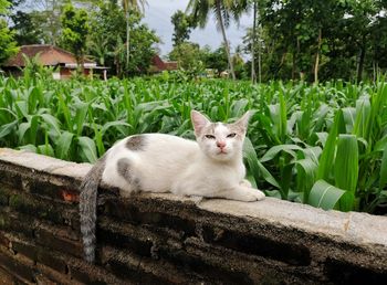 Portrait of cat sitting by plants