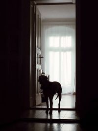 Dog in the dark