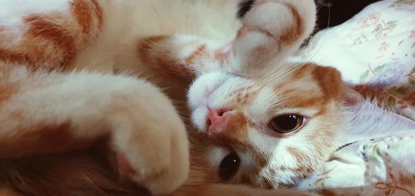 Close-up of cat lying on bed at home